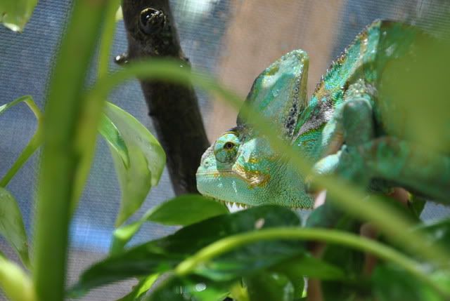 DSC_00633.jpg