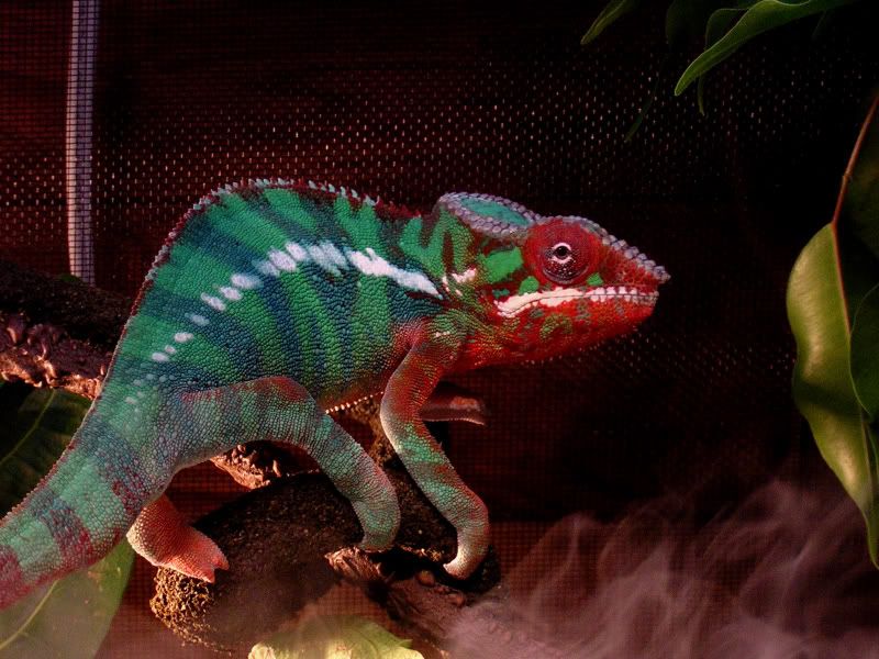 dinocolors3.jpg