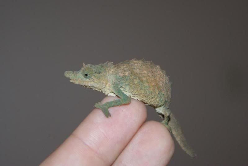 acuminatus.jpg