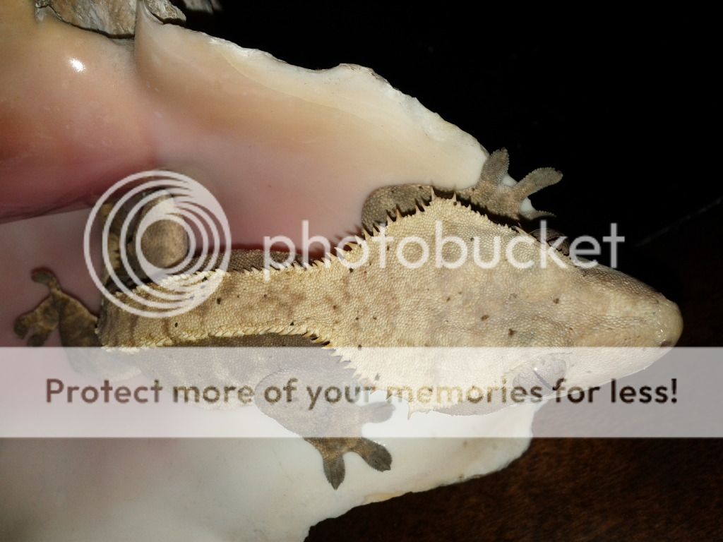 IMG_20120223_181915_zpsb96ded5f.jpg