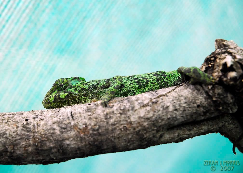 _DSC1092.jpg