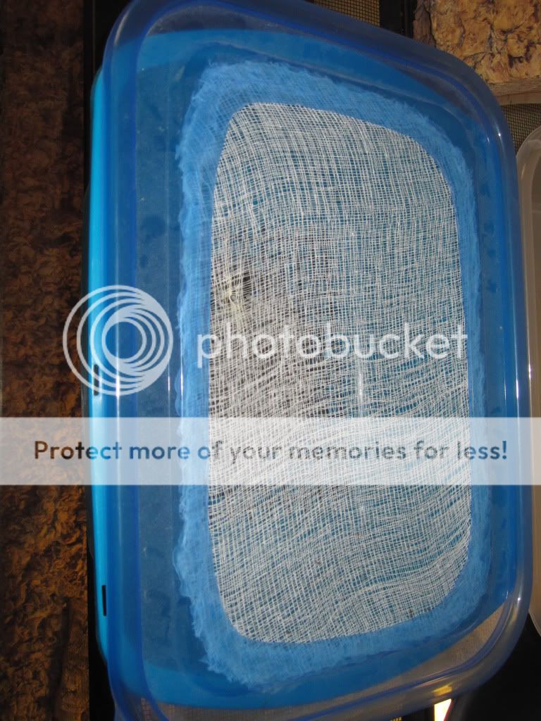 silkworms005.jpg