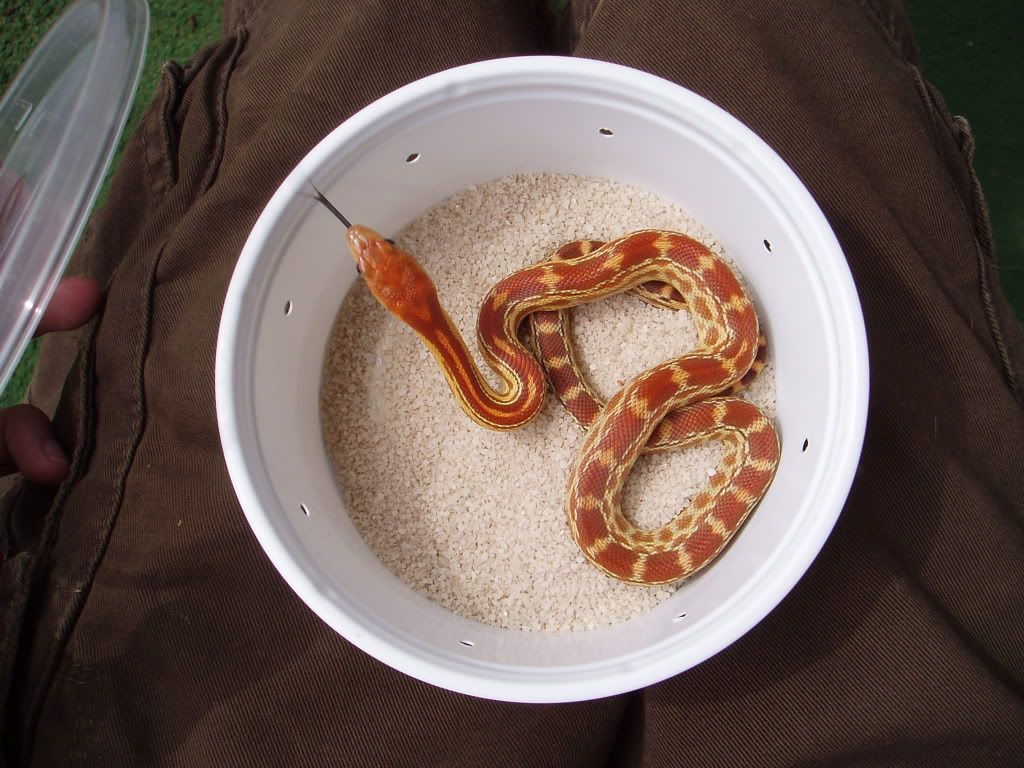 capegophertongueout-Pituophismelano.jpg
