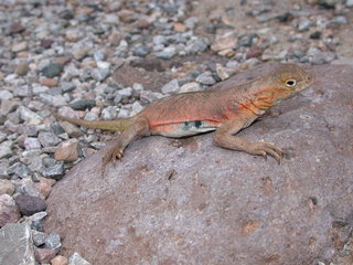 Holbrookia_maculata,I_JDW419.jpg