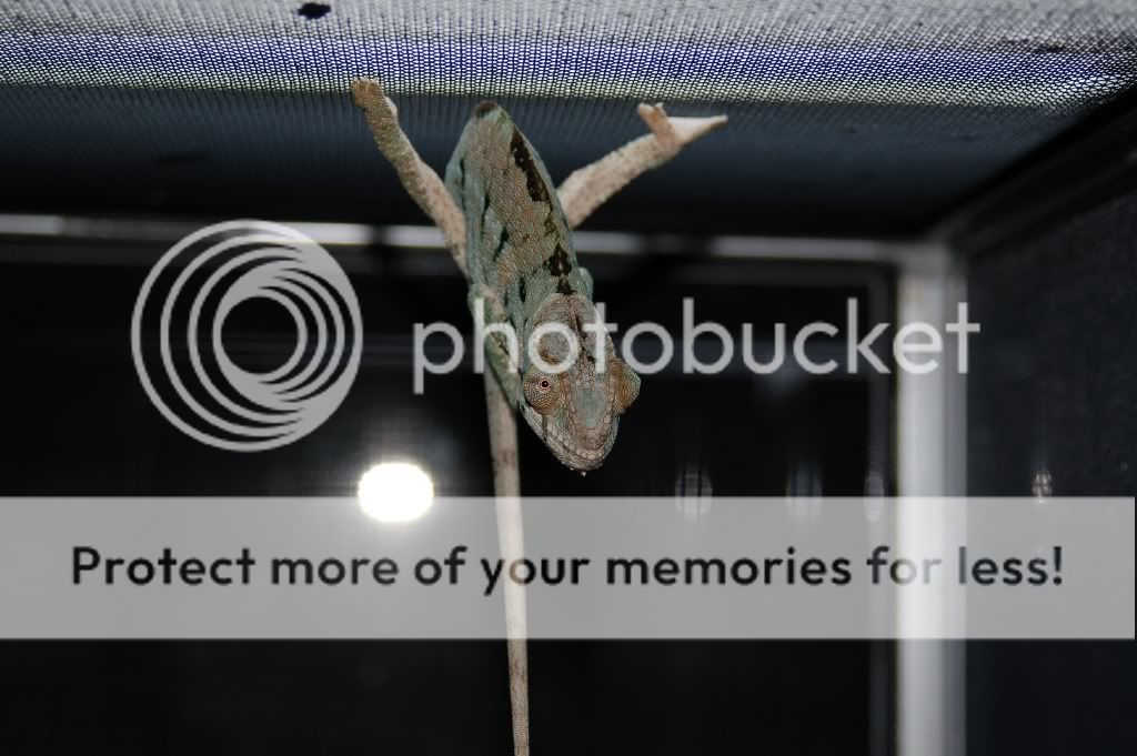 DSC_0118a.jpg