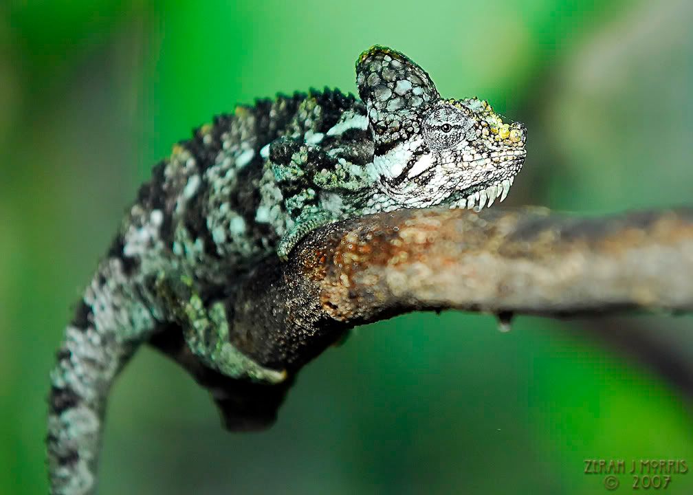 _DSC9084web.jpg