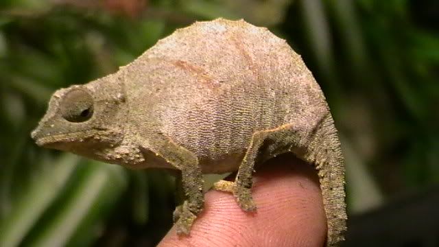 pygmygeckos013.jpg