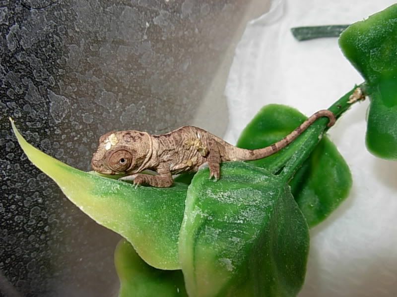 DSCN4927.jpg