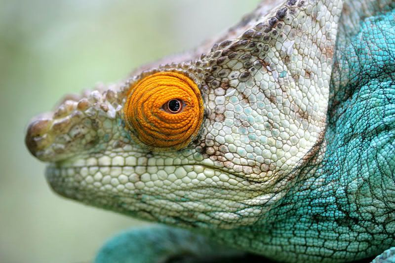 800px-Calumma_Parsonii_Close_Up_Ste.jpg