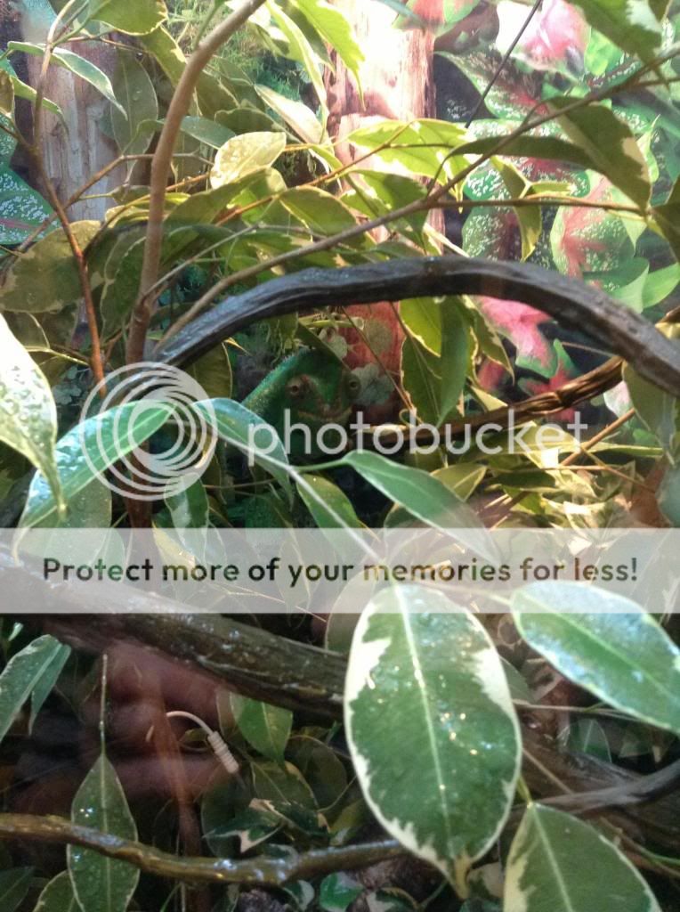 image_zps7a2dfd98.jpg