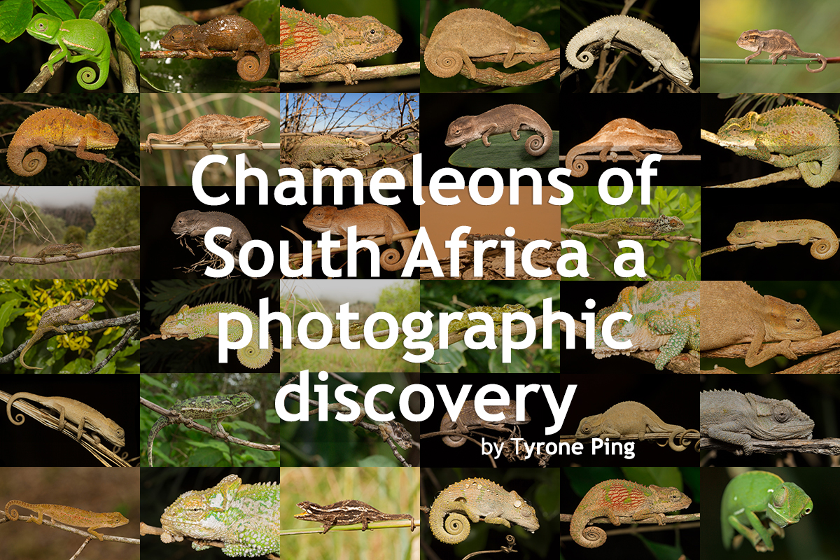 Chameleon-Header.jpg