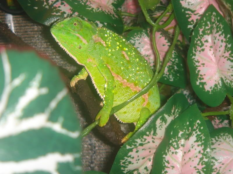 DSC02374.jpg