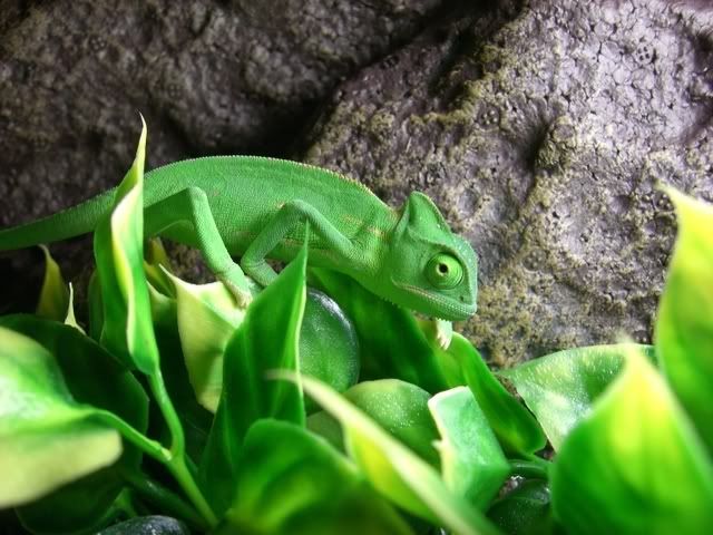 Chameleon123.jpg