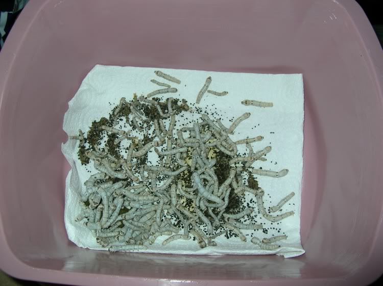 DSCN8905.jpg