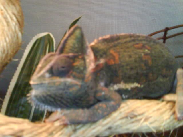 DSC00945.jpg
