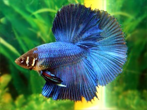 betta-half-moon1.jpg