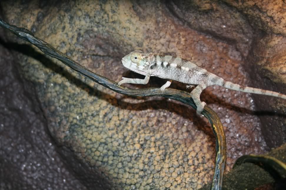 MyCham3.jpg