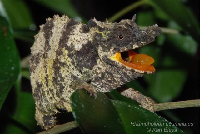 RhampholeonacuminatusSmall.jpg