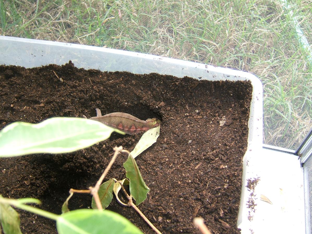 29007digging1.jpg