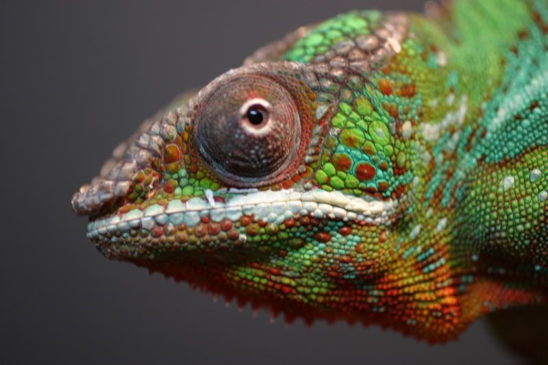 Sept1stChameleon011.jpg