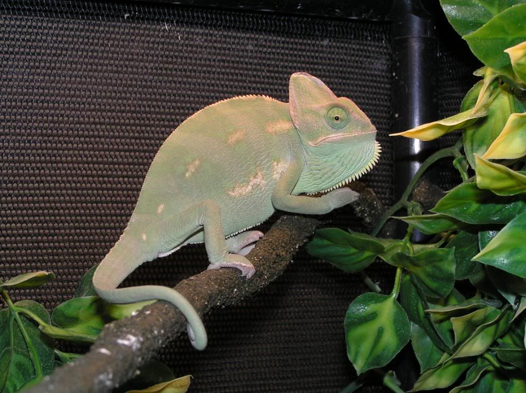 1-9-10Geckosdragonschamsandhatch-5.jpg