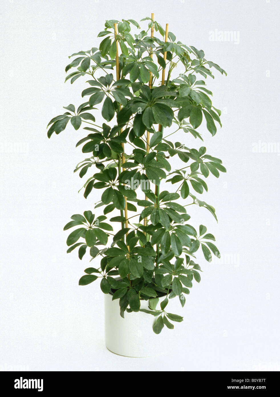dwarf-schefflera-schefflera-arboricola-potted-plant-B0YB7T.jpg