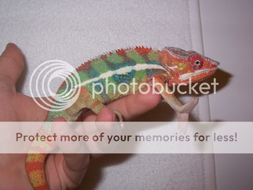 Chameleon1.jpg
