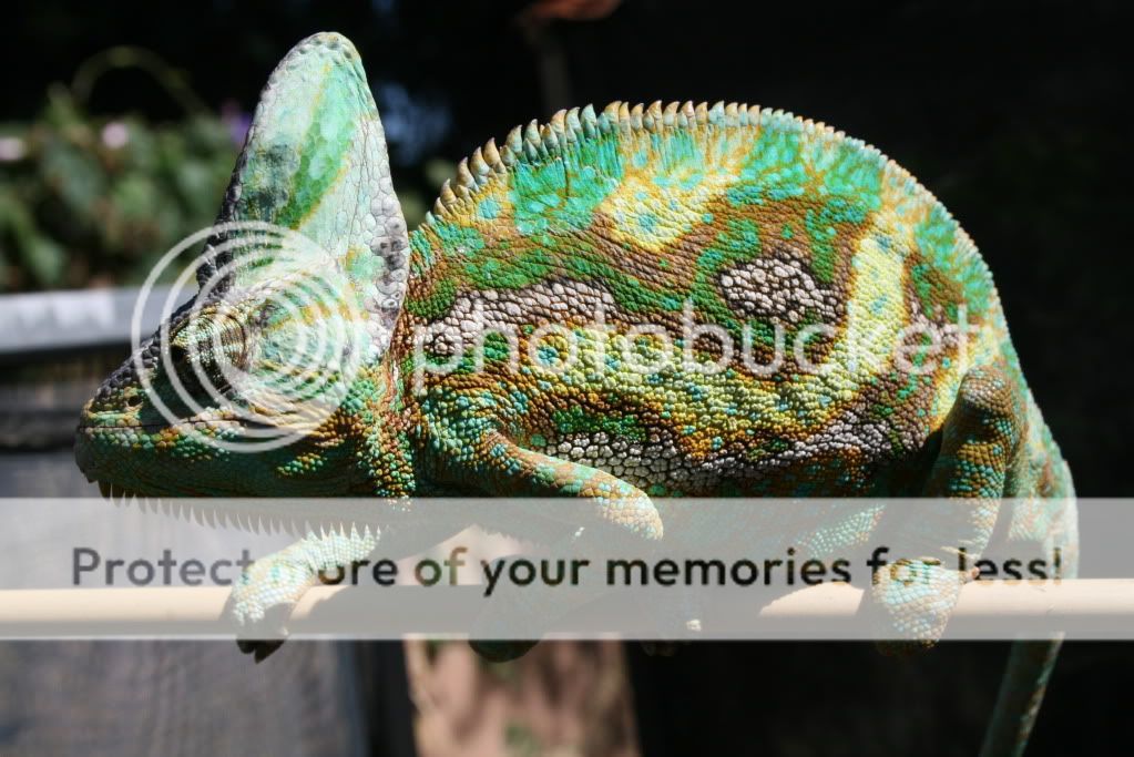eospics9-19-09010-1.jpg