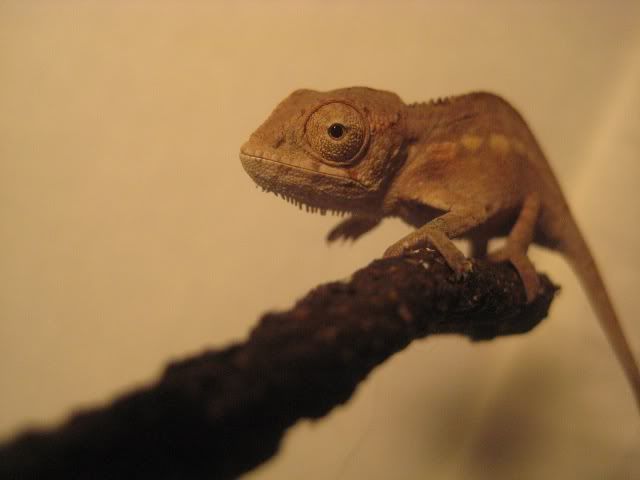 female4.jpg