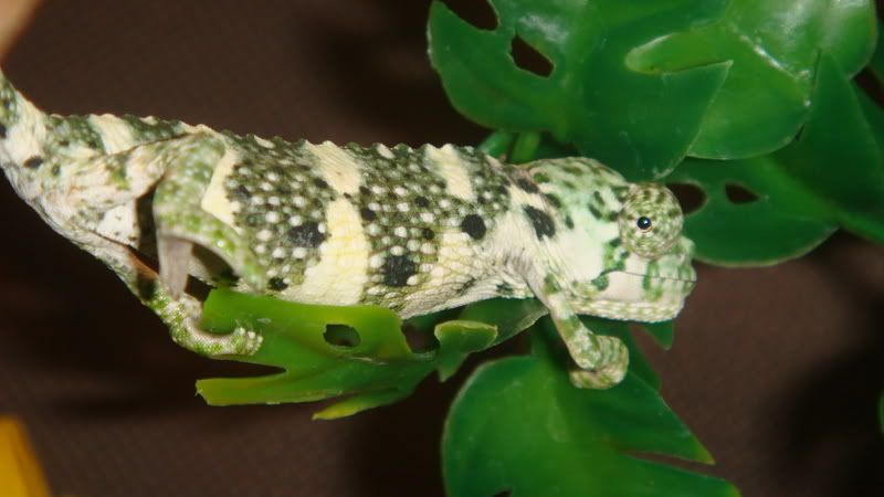DSC05774.jpg