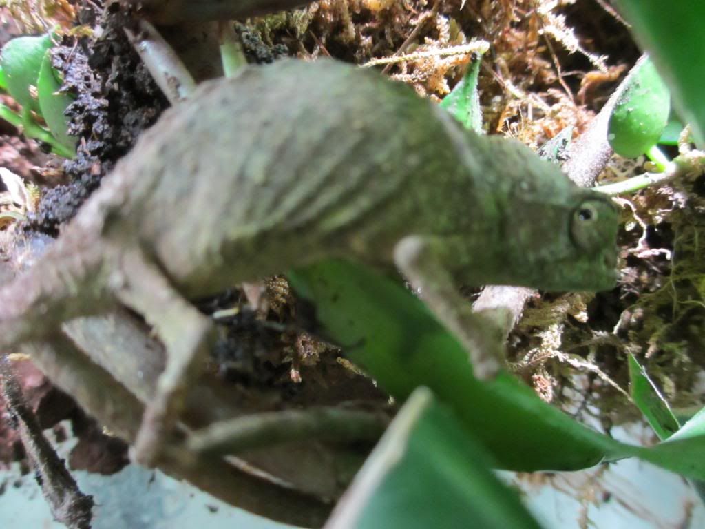 wrongpygmy002_zpsc1e1a842.jpg