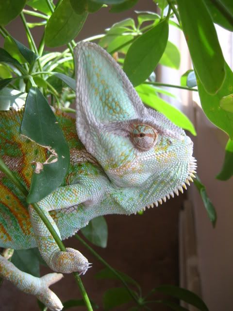 oggie002.jpg