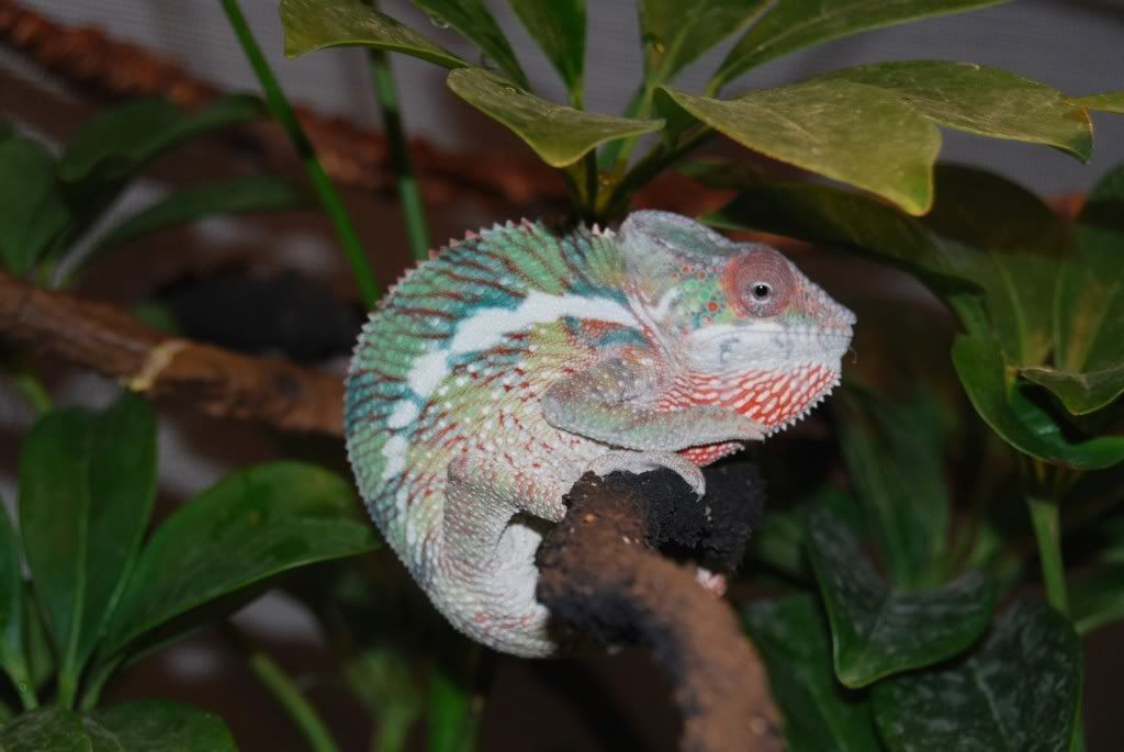 chameleon012.jpg
