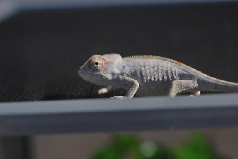 gonzoboy.jpg