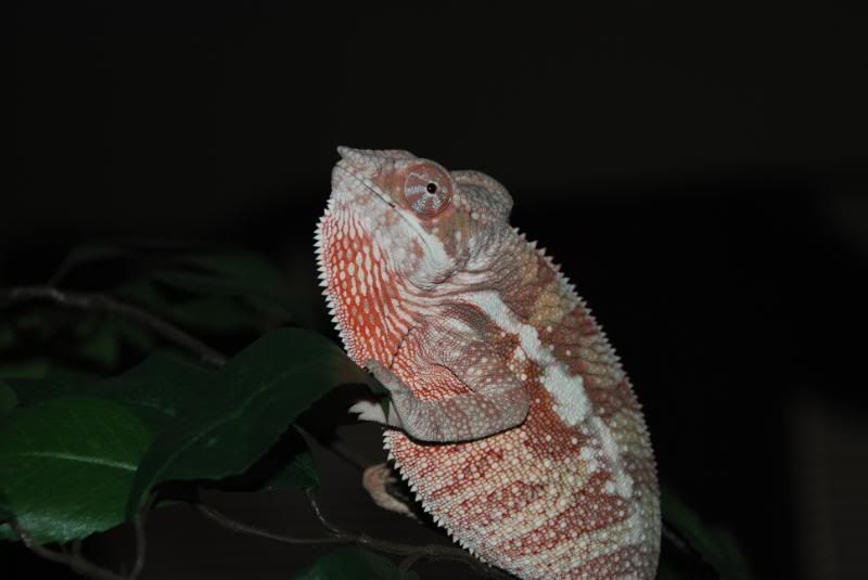 DSC_0089.jpg