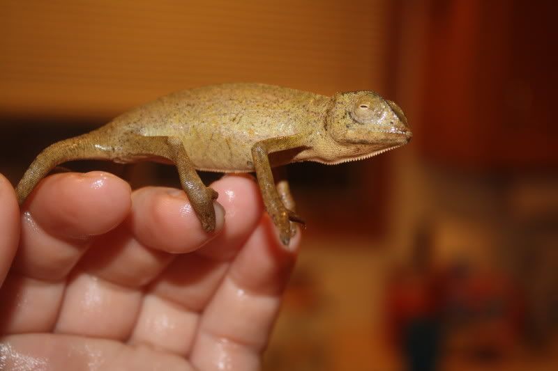 rango3.jpg