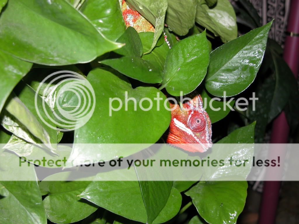 Thaxterpothos3.jpg
