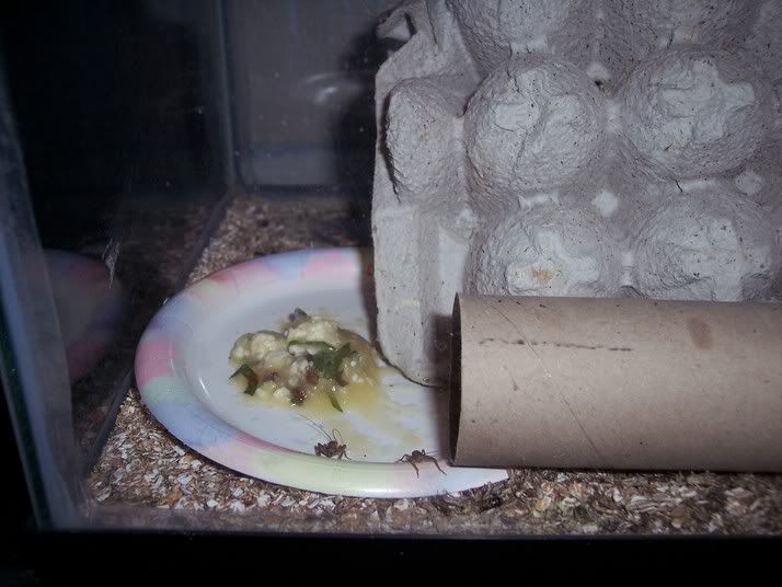 cricketglop.jpg