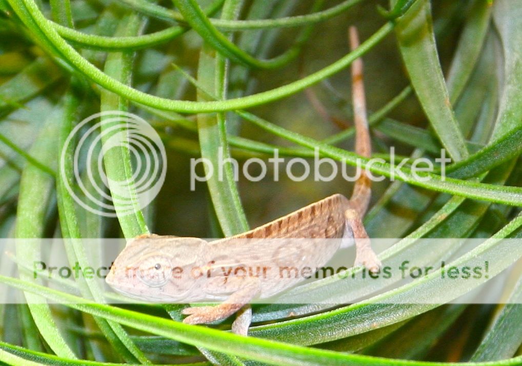 11WEEKCARPET_zps0f2f0661.jpg