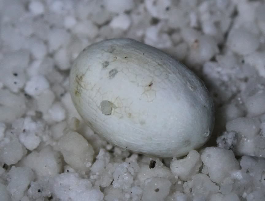 eggs4.jpg