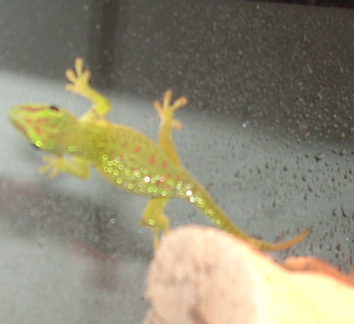 giantdaygecko.png