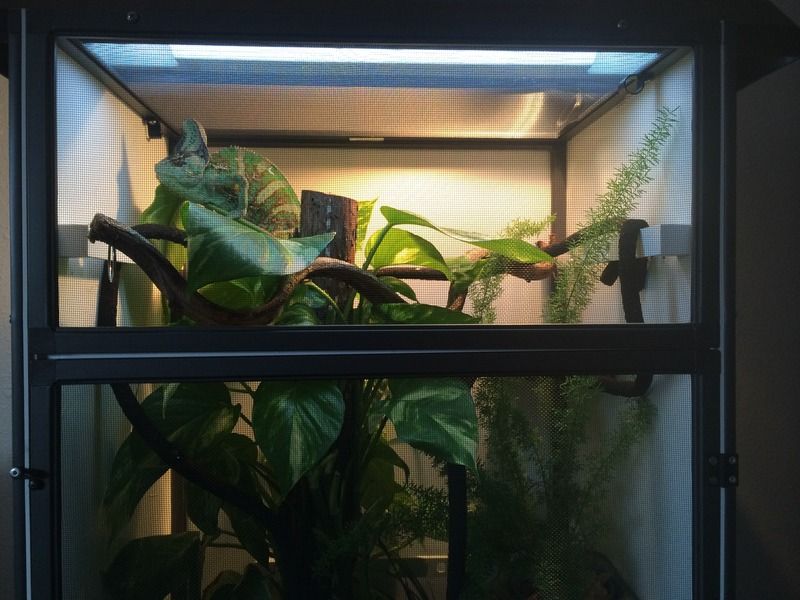 anarchys%20enclosure%204-11%20top.jpg