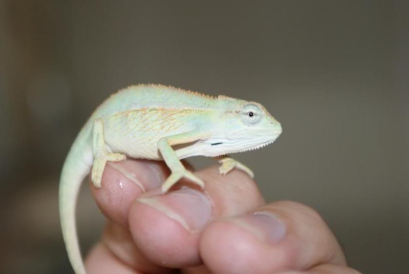 ellioti_male_3_months.jpg
