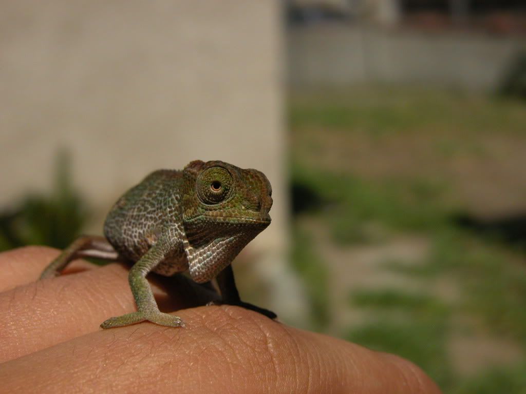 female1.jpg