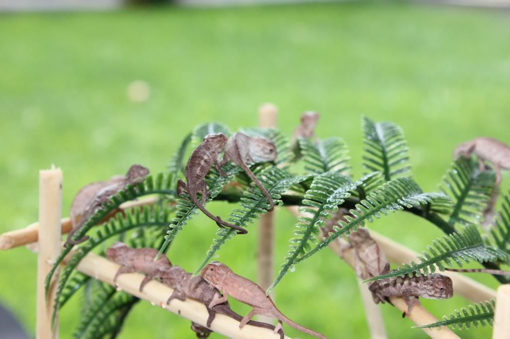 IMG_2235_zps63c6ff60.jpg