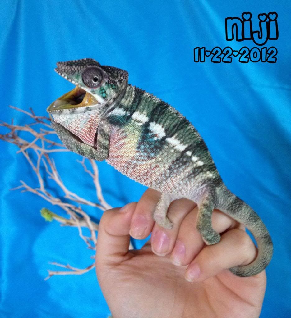 niji2.jpg