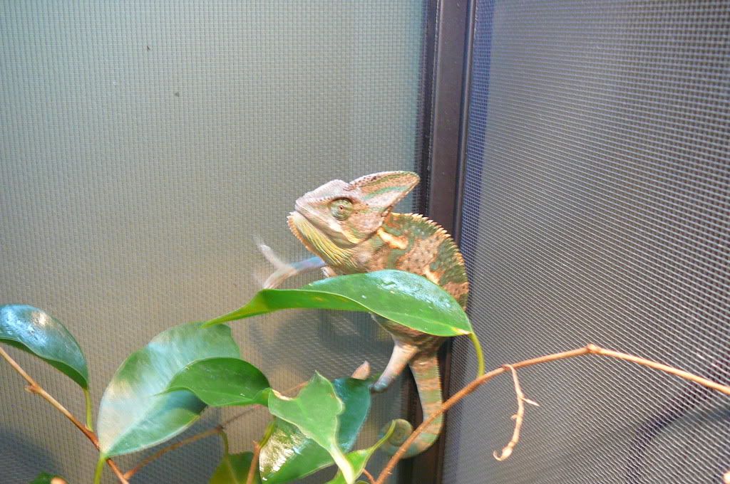 darwin5-12-10001.jpg