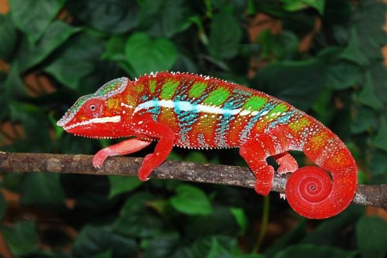 Panther-Chameleons.jpg