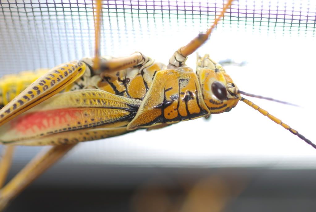 grasshopper011.jpg