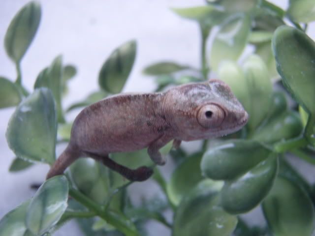 MyChameleons166.jpg